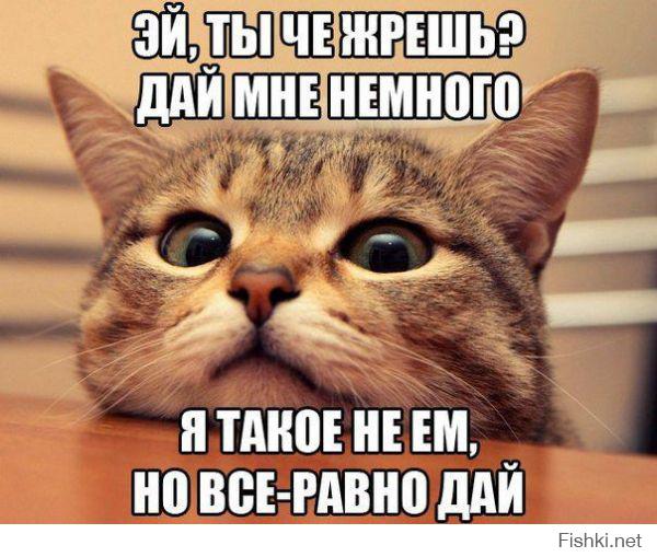 Коты - насколько же это сложные и непонятные существа!