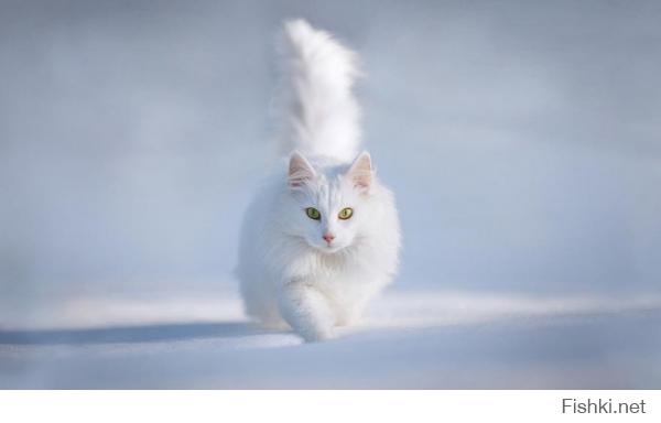 Животные наслаждаются снегом: подборка фото