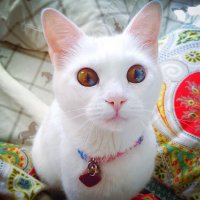 Животные, которые любят фотографироваться 