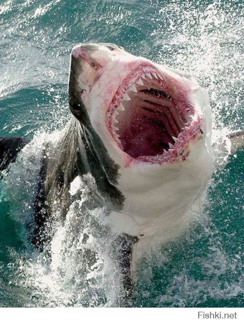 Это точно, полностью согласен, либо на фото малыш белой акулы либо одно из двух. А нападает на человека чаще всего из любопытства.