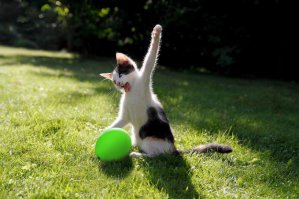 15 забавных котов, которым очень нравится стоять