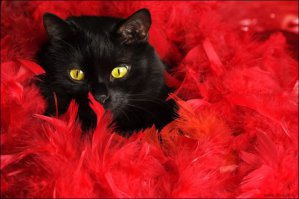 Новый тренд-кошкошапки!