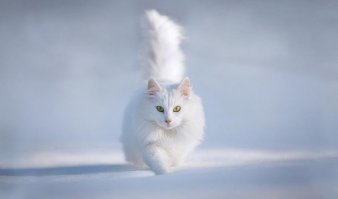 Белые вороны