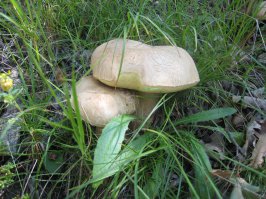 Вот эта парочка уничтожила своей горечью мой сбор.