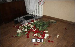 Cобаки, которые понятие не имеют, откуда взялся весь этот бардак