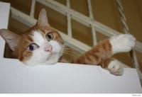 Мой разноглазик: