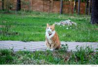 Мой разноглазик: