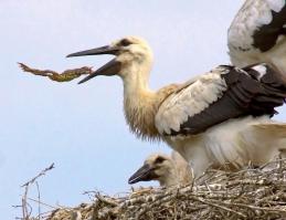 Хищники и жертвы в объективе фотографа