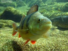 Ни одного окуня не пострадало! (С)