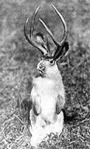 7 жутких тварей, когда-либо выведенных человеком  