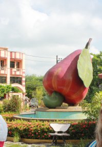 Грушевидные плоды над орехом Тайцы собирают, выжимают из них сок,он очень хорошо бродит, в итоге получается что то типа наливки.Очень приятная на вкус,но и как орех не сильно дешевая
