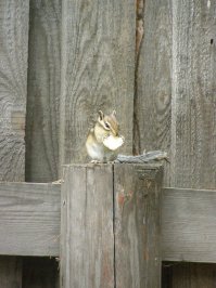 Не удержусь. Выложу пару фоток с того же Горячинска