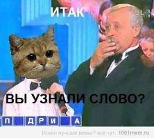 Зима - кошки торжествуют! 