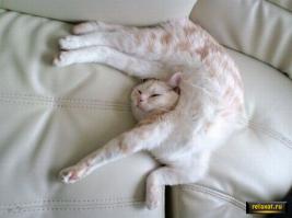 Сладкие сны