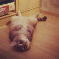 мне это вообще непонятно. у нас живет котейка - его принесли в ветклинику на усыпление с комментарием: надоел.
а у бедного котея отбиты все внутренности, он зашуган, плачет. ужас, короче. еще до недавнего времени прижимал уши к голове и вжимался в пол, если к нему тянулись погладить. 
как так можно с животинкой.. он ведь даже ответить не может ничего.
сейчас котей как сыр в масле)