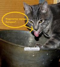 Коты Воришки