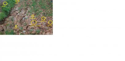 20 смешных собак, которые совершенно не умеют играть в прятки