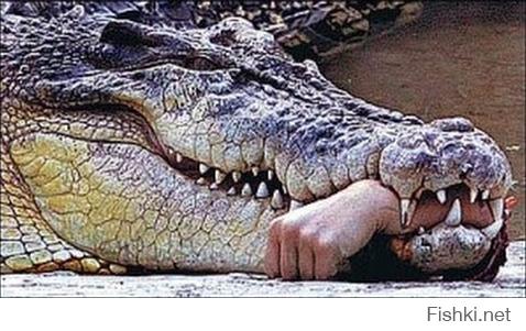 Среди крокодилов фотиком не щёлкай.