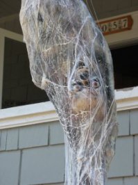 Кокон паука углеволоконнопряда.