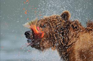  Медвежий ужин