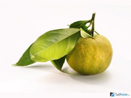 Юдзу (лат. Citrus junos) — фруктовое растение рода Цитрус, распространённое в Юго-Восточной Азии. Является продуктом естественной гибридизации мандарина (Citrus reticulata Blanco) и ичанского лимона (Citrus cavaleriei H.Lév. ex Cavalerie). Внешне напоминает маленький грейпфрут с неровной кожицей, может быть от зелёного до жёлтого, в зависимости от степени зрелости.