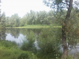 Пойма реки Иртыш.