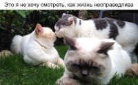 по моему ближнему просто пойух...