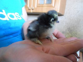 неудавшийся динозавр???)))