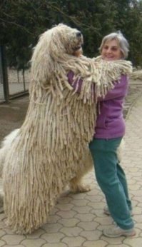А это пес какой породы?