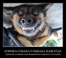 Эти смешные и забавные собаки