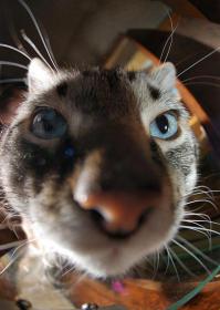 Фото кота в режиме "рыбий глаз" )))