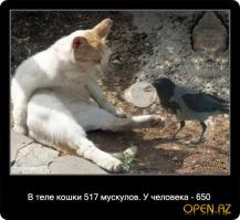 А вы знали, что...