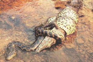 Ягуар перекусил кайманом