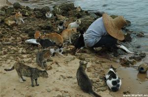 Этот кот не боится проблем