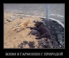 Фотоподборка дня