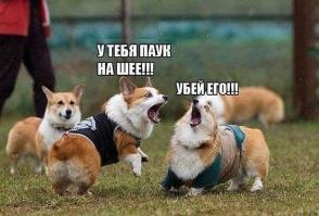 Картинки со смешными подписями