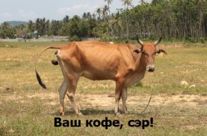 Как делают самый дорогой в мире кофе