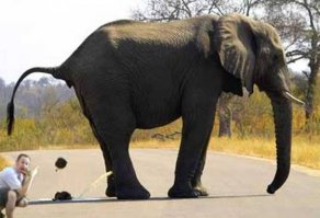 Тем временем в Таиланде:

- Белый Господин, мы заварили Вам свежий кофе!
.