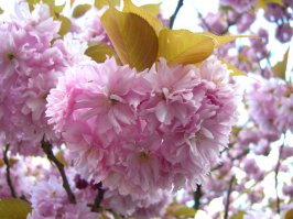 самое красивое дерево - сакура