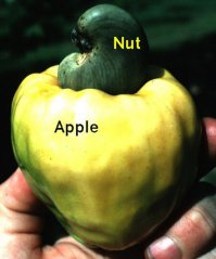 самое хитрое дерево - орех кешью