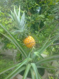 самое вкусное дерево - ананас