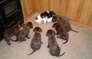 Блюда из меню одного из лучших ресторанов в мире