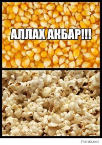 Соколиная охота в Арабских Эмиратах