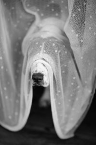 Нафотошоплено конечно дахерищща, и пес никакой не питбуль а метис, но в целом бесспорно - хороша собачка, зачот!