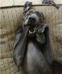 Нафотошоплено конечно дахерищща, и пес никакой не питбуль а метис, но в целом бесспорно - хороша собачка, зачот!