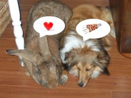 Самый крупный питбуль в мире