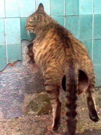 Прообраз картины "Кот учёный"