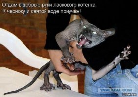 Я бы кастрировал кошку, выложившую этот пост
Вроде все научно обосновано...