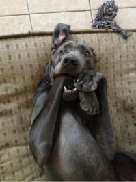 Правила войны с пауками