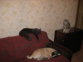 А у нас парочка есть)